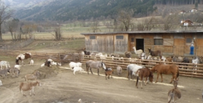 eselpark maltatal